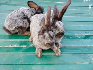 Кролики foto 7