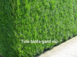 Gard viu.Buxus,Biriucina,Jasmin.Spiree,Ghibiscus. foto 5