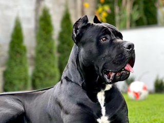 Cane Corso împerechere / вязка foto 4