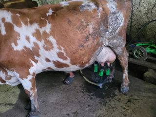 Cumpar animale la carne si crestere foto 3