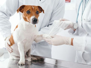 Clinică și farmacie veterinară foto 4