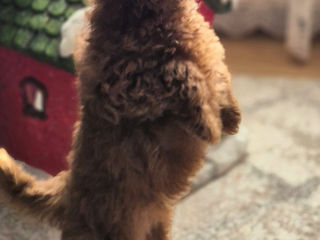 Toy Poodle (Tikap) foto 7