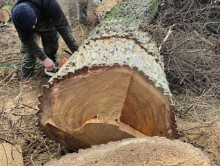 Tăierea copacilor avariați, defrisare arbori foto 6