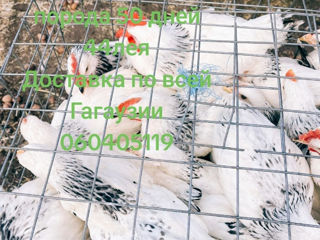 Птицеферма продает Серебристых цыплят 70 дней