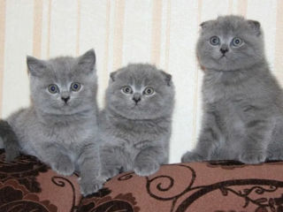 Puiuți Scottish Fold Blue și British Shorthair Blue