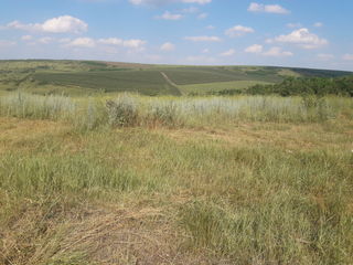 teren agricol  r-nul Criuleni, com Hruşova, extravilan. foto 5