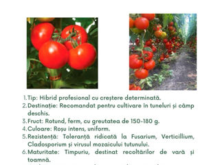 semințe profesionale de tomate, create de Sakata foto 9