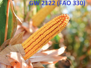 Seminte Hibrizi de Porumb" Golden West Seed Grecia" foto 2