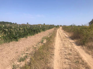 Teren agricol situat în satul Codreanca, r-nul Străseni ! foto 2