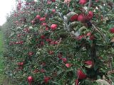 Pomi fructiferi pentru livezi pe garantie foto 5