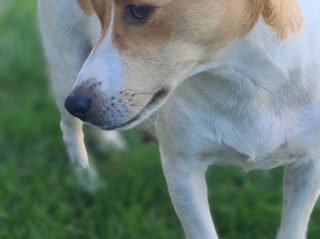 Jack Russel foto 8