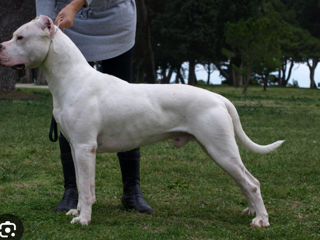 Cumpăr cățel dog argentino