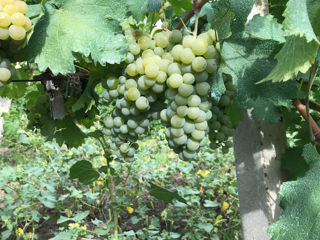 Sauvignon shi Aligote foto 2