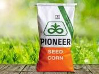 Urgent Seminte de Porumb Pioneer P9903