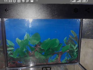аквариумы рыбки и ростения foto 3