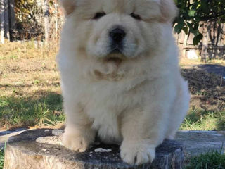 Чау чау (Chow chow) foto 3