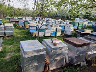 Vând familii de albine rama rut și dadan