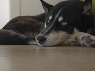 Vind Husky foto 9