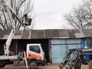 Taierea copacilor problematici, curatarea copacilor uscati. Curatarea Tuilor! foto 12