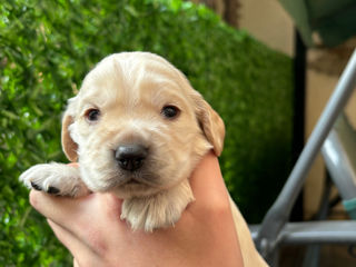 Cățeluși de rasă, cocker spaniel! foto 2