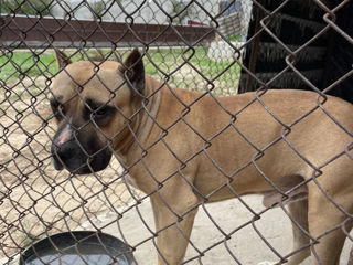 Câine Pitt bull