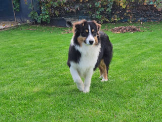 Австралийская Овчарка (Аусси) Australian Shepherd.