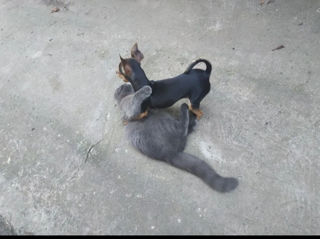 Cățeluși de buzunar! foto 6