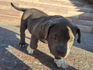 American Bully foto 8