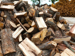 lemne de foc specii tari foto 2