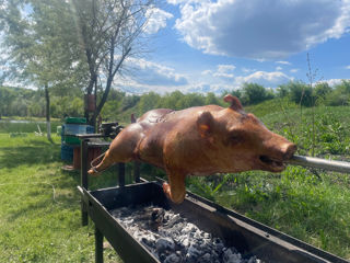 Servicii catering Purceluș la rotisor ( porc,proțap) Zeamă din Cocoș de Casă foto 5