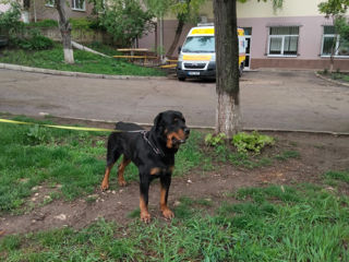 Молодой здоровый кобель Ротвейлер для вязки. Rottweiler. foto 5