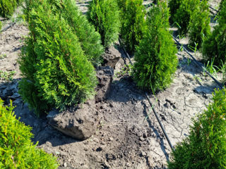 Tuea Smaragd Occidentalis crescut în Moldova foto 3