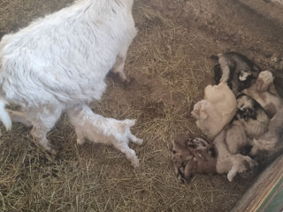 Caut lucrători la ferma de capre foto 2