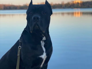 Cane Corso împerechere / вязка foto 2