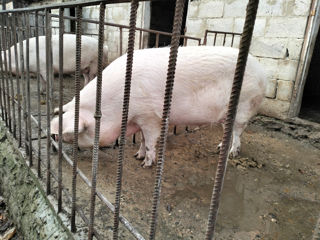 Porci de 170 și 220 kilograme. Negociabil. Crescut în condiții de casa. Număr de contact 078925404 foto 2