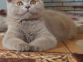 Scottish fold