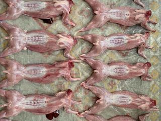 Carne de iepure 130lei/kg, cu livrare in Orhei