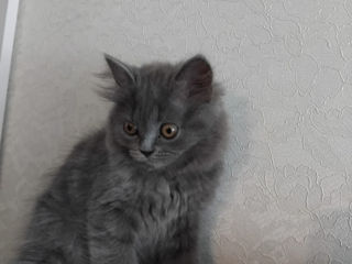 Spre adoptie pui pisica British Shorthair foto 5