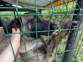 Ciobanesc belgian malinois la împerechere foto 4