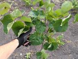 Церцис европейский (Cercis siliquastrum) foto 15