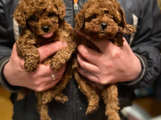 Maltipoo foto 2