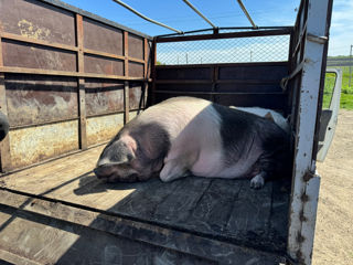 Cumpăr porci de casă