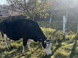 Vacă de casă - Suhuluceni foto 2