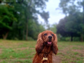 Cațeluşi cocher spaniel englez foto 2