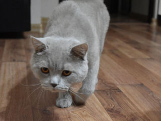 British Shorthair împerechere foto 2