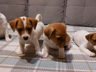 Vând căței jack russell terrier, născuți la 15 august. Or. Soroca foto 0