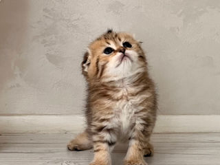 Scottish fold