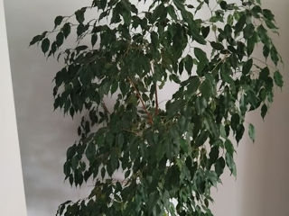 Ficus de 2 m,