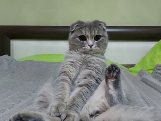 Pisică Scottish fold foto 1