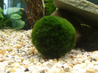 Plante acvariu: Anubias - 50 lei, Clodophorya - 50 lei, Cryptocoryne Wendtii - 30 lei. foto 1